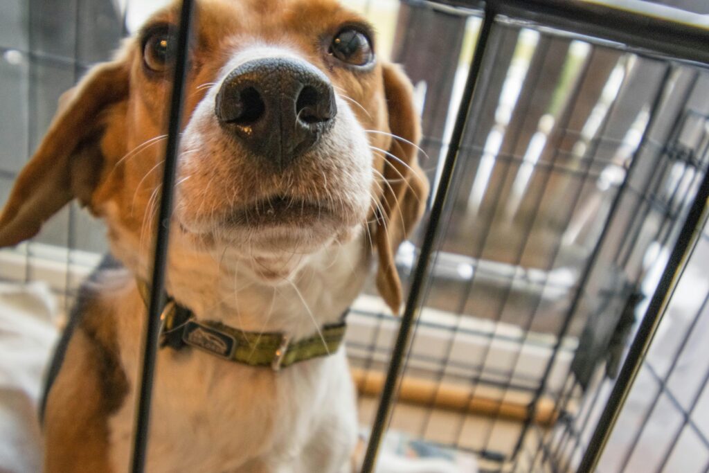 How to Crate Train Your Puppy
