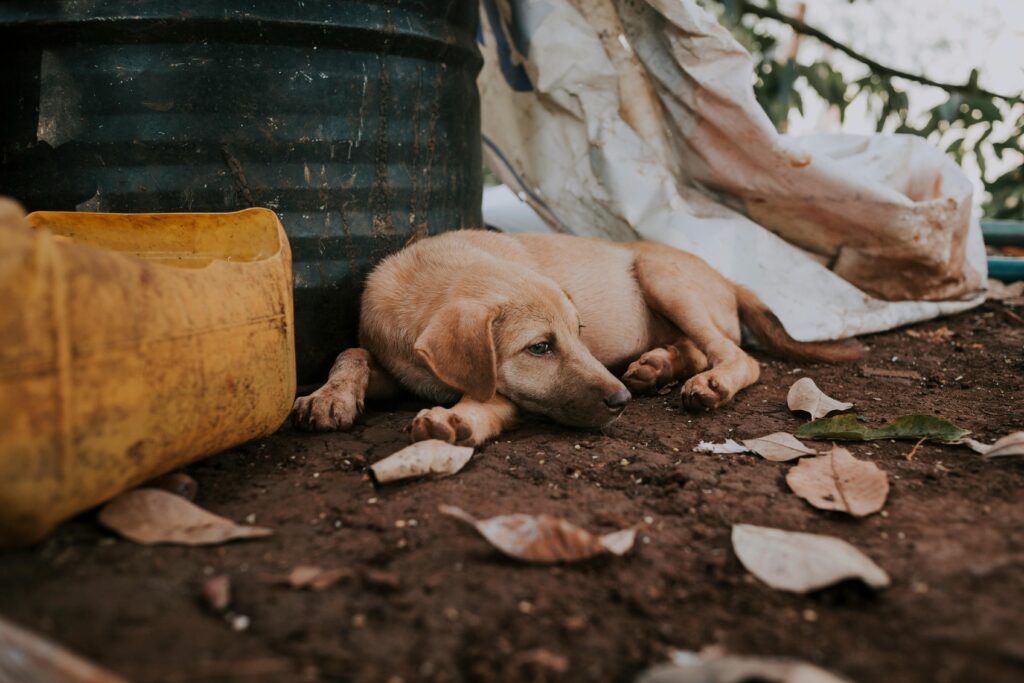 Why Your Puppy Is Always Hungry and When to Worry