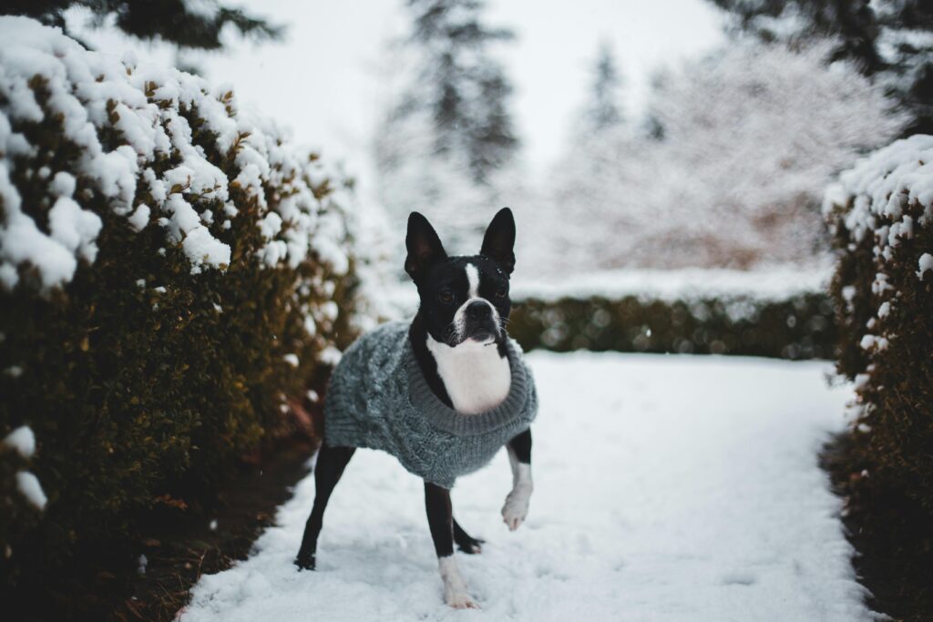 Best Puppy Weather Tips
