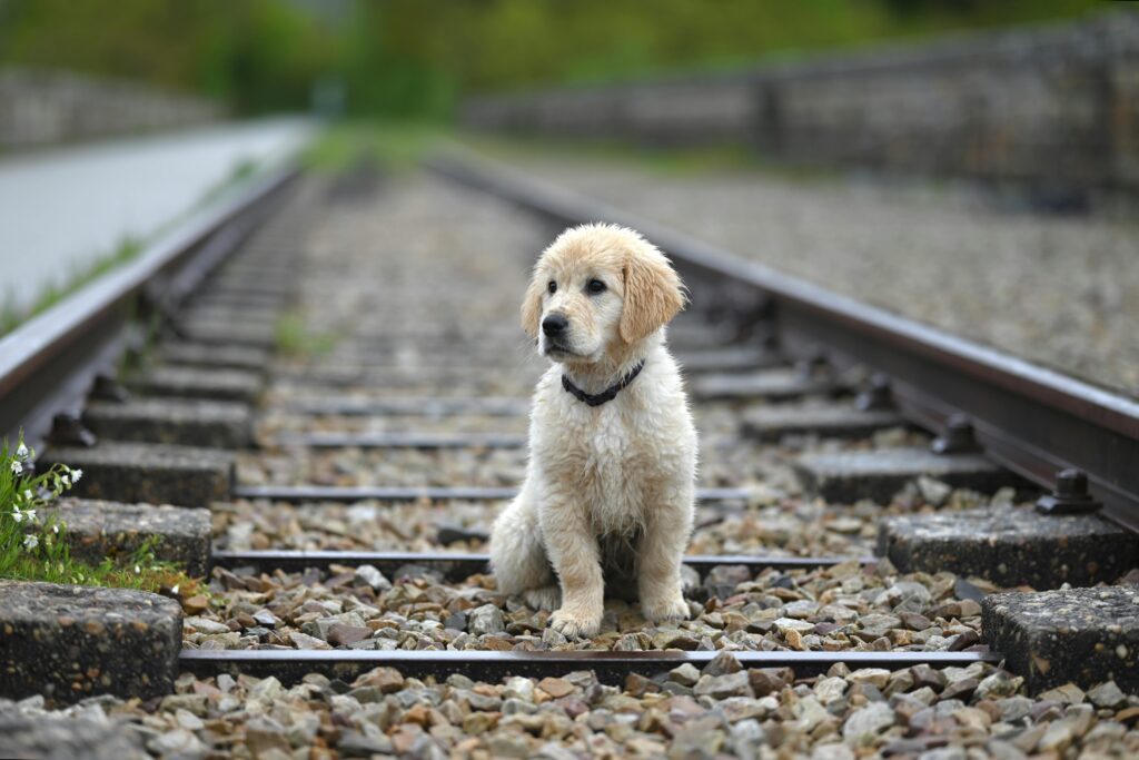 How to Potty Train a Puppy Fast