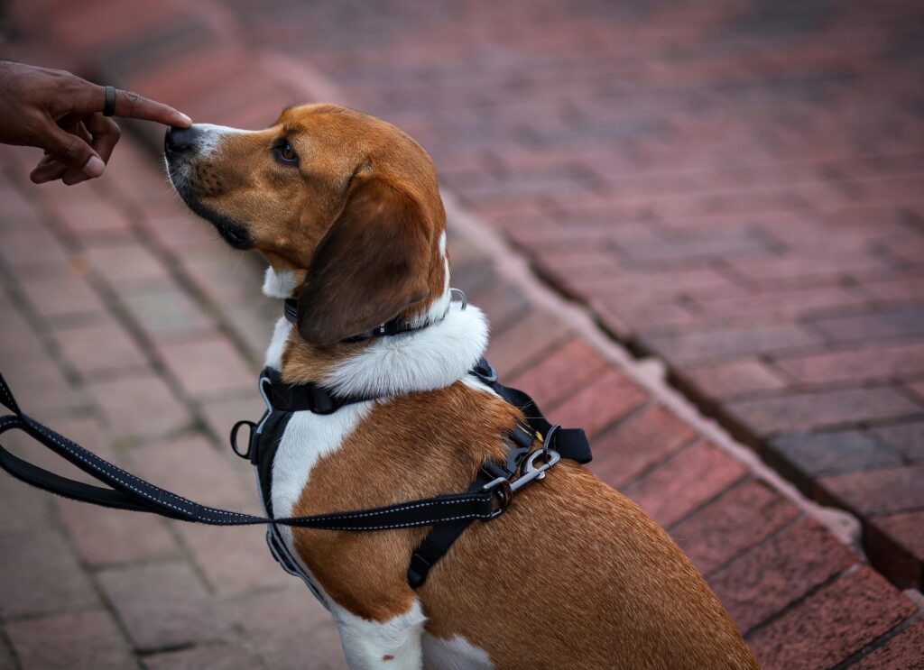 Best Puppy Walking Trails in San Antonio for Daily Exercise