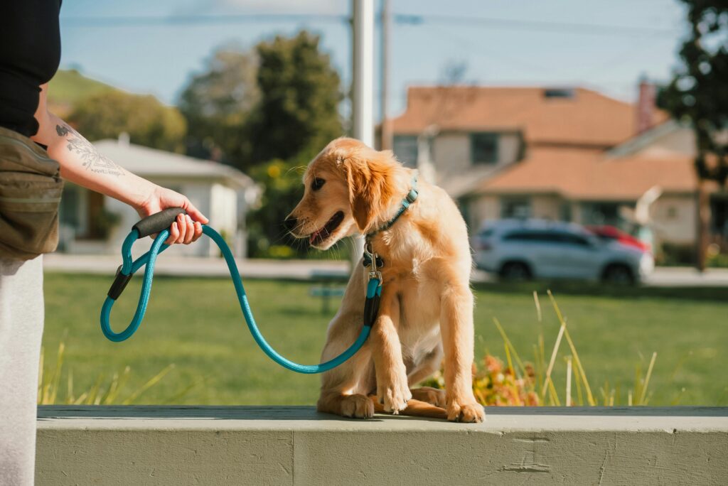 How to Handle a Hyper Puppy