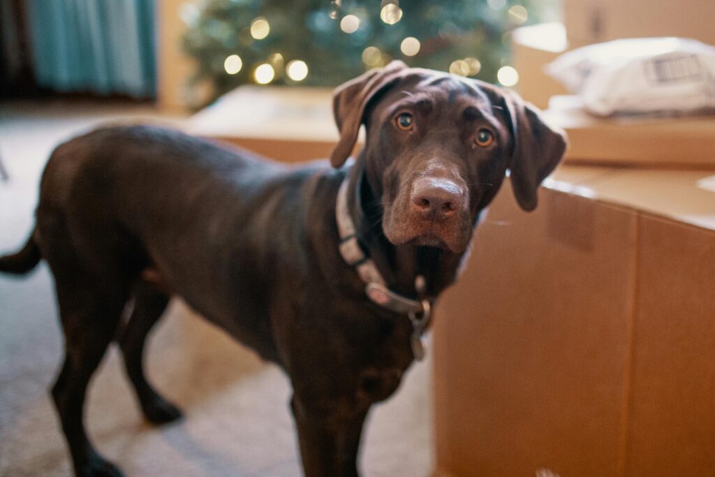 How to Help Your Puppy Adjust to a New Home