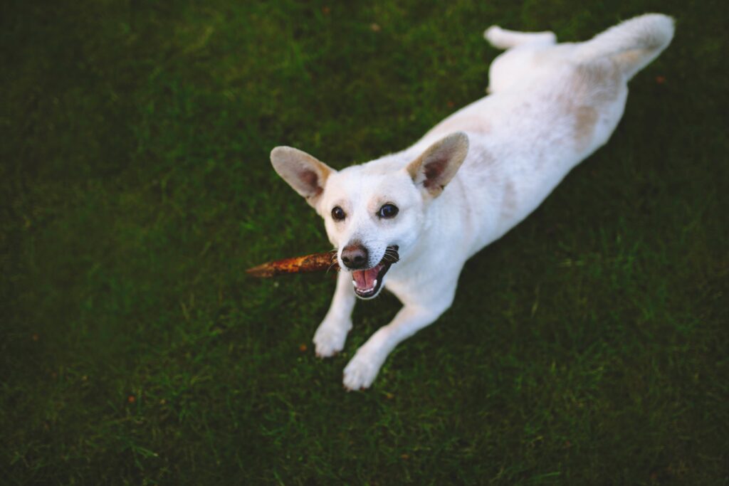 Best Puppy Toys for Teething Relief and Playtime Fun