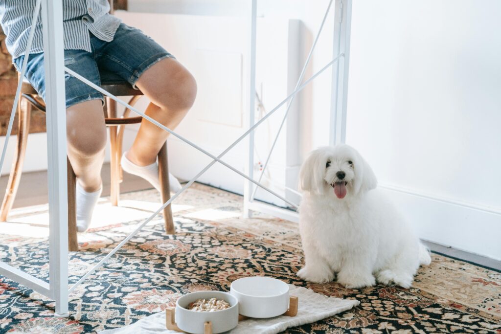 When to Switch from Puppy Food to Adult Dog Food