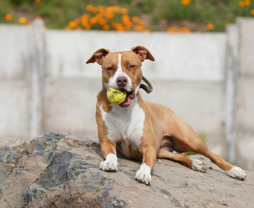 Pet Friendly Hotels in Round Rock