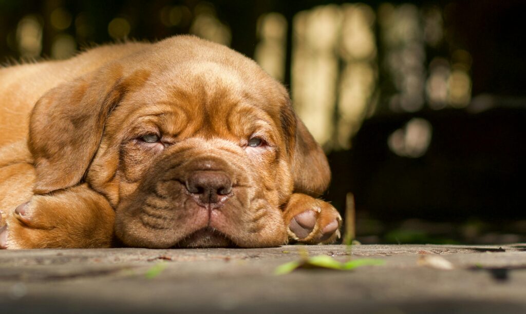 What Can Puppies Eat