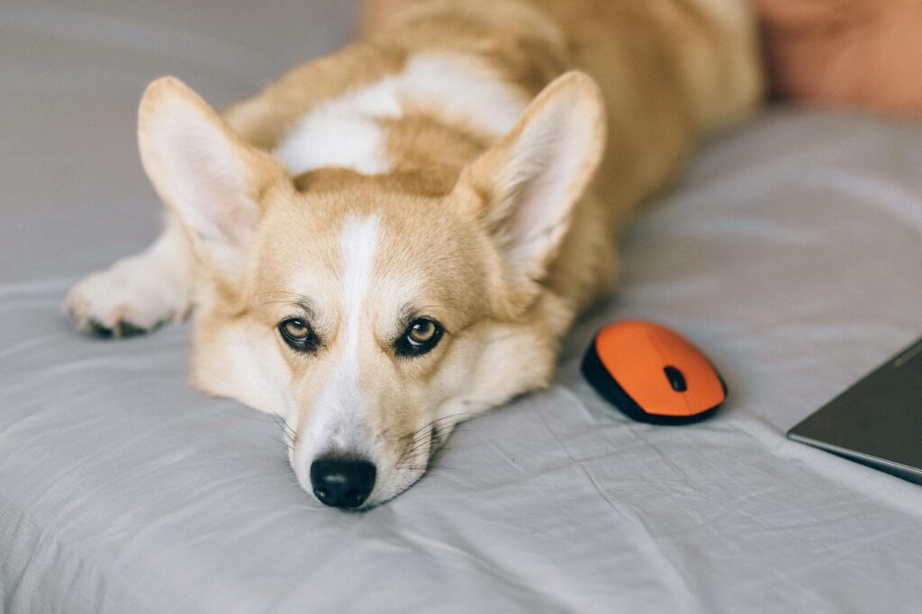 How to Clean Your Puppy Ears Safely at Home