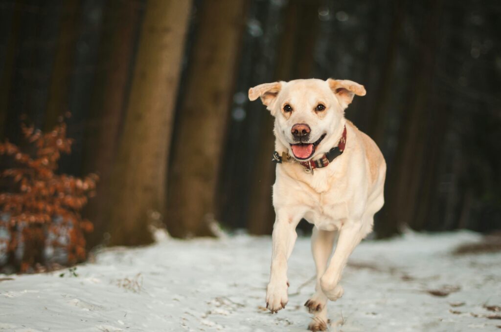 How to Stop Your Puppy from Jumping on Guests