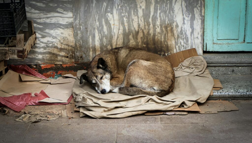 How to Help Your Puppy Sleep Through the Night Without Whining