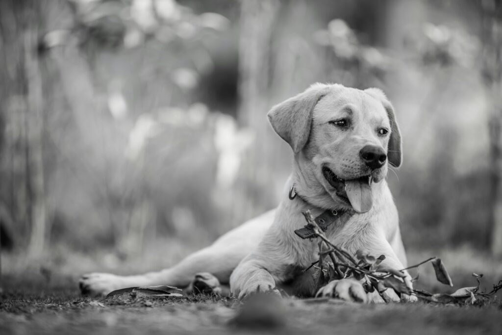 How to Choose the Right Collar for Your Puppy