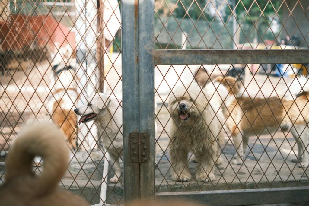 Can Puppies Eat Fruits? Safe and Unsafe Choices