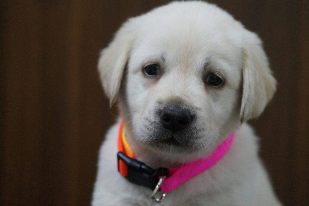 Puppy Vaccination Schedule