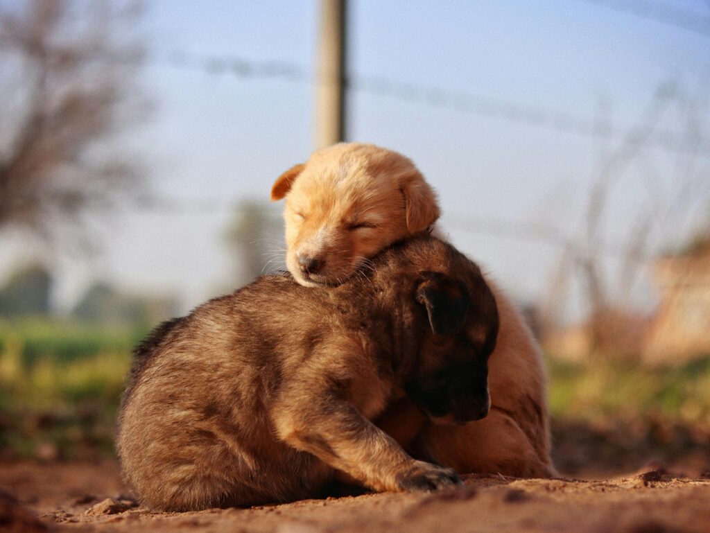 How Much Sleep Do Puppies Need