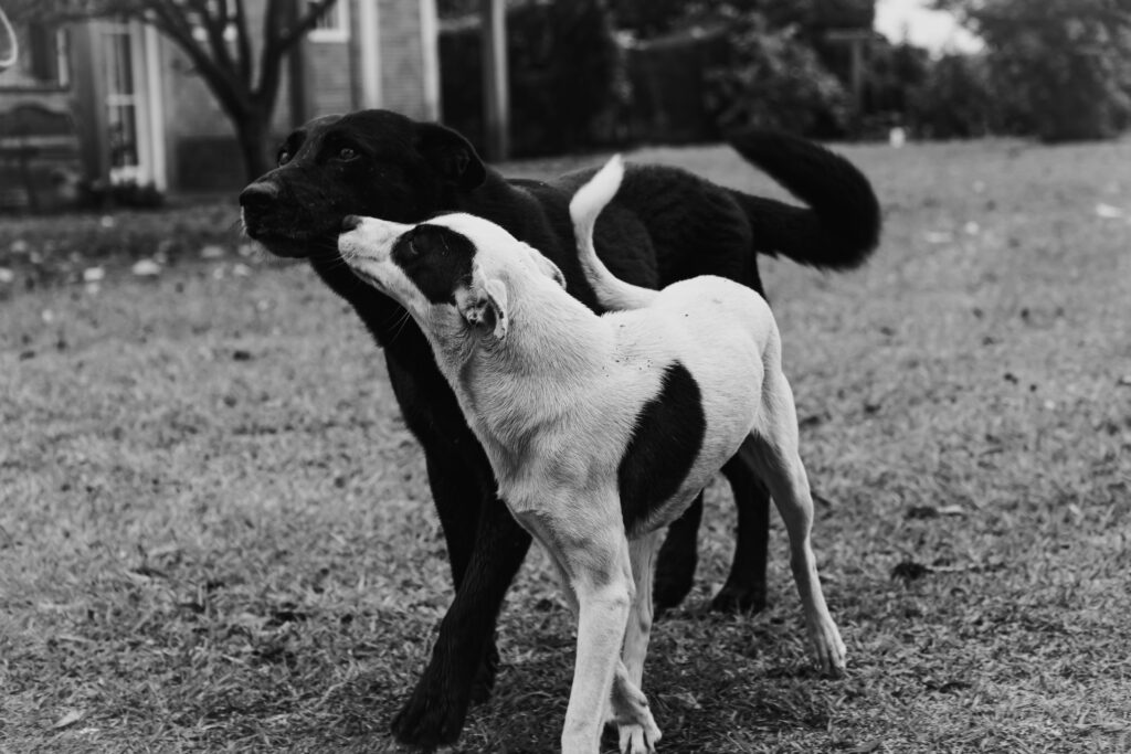 What to Do If Your Puppy Has Diarrhea