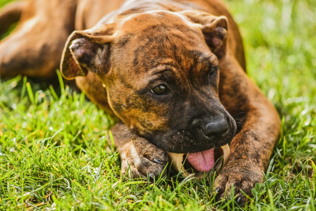 How to Stop Your Puppy from Eating Grass During Walks