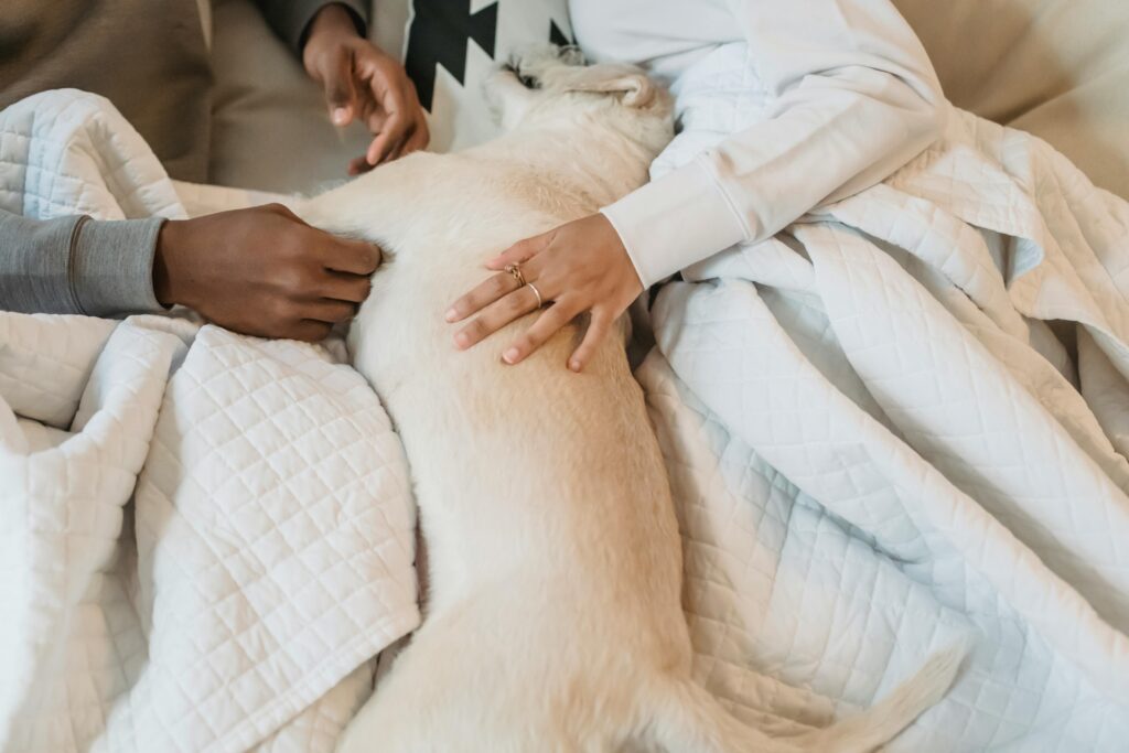 Puppy Morning Routines That Make Life Easier