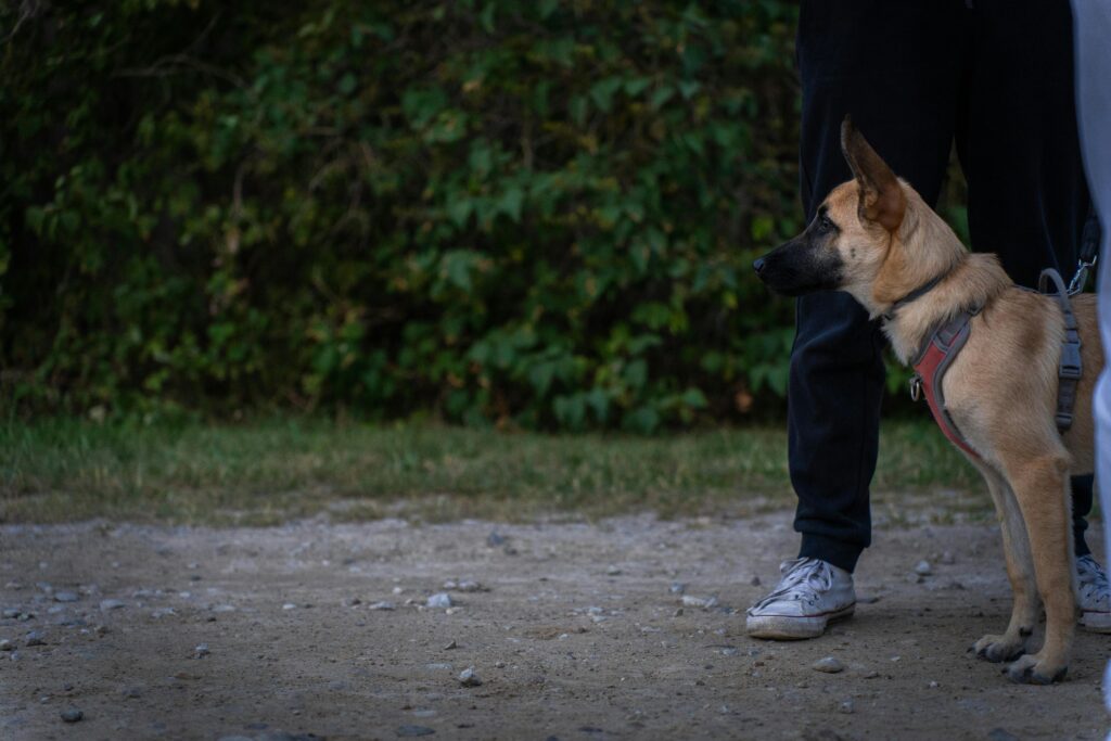 Top Obedience Commands Every Puppy Should Know
