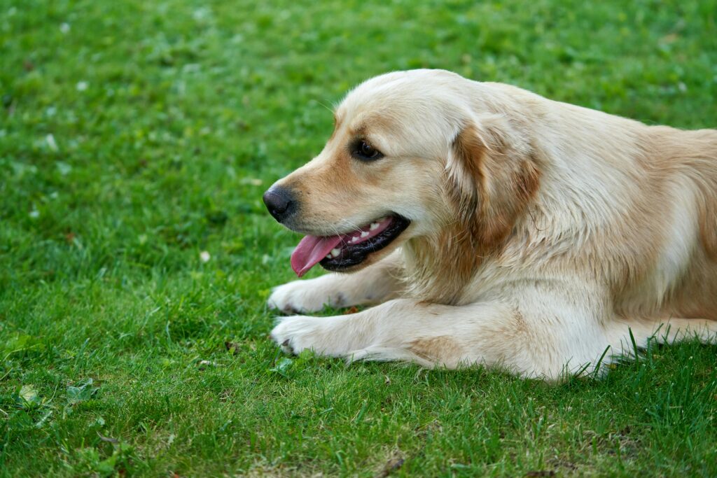 Top Grooming Mistakes Puppy Owners Must Avoid