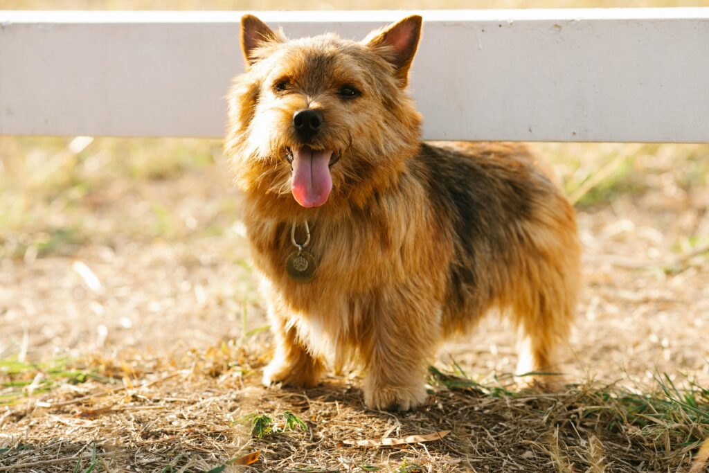 How to Pick the Right Puppy Breed for Your Lifestyle