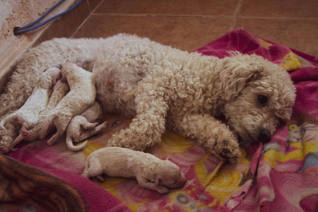 Must Have Items Every New Puppy Parent Should Buy First