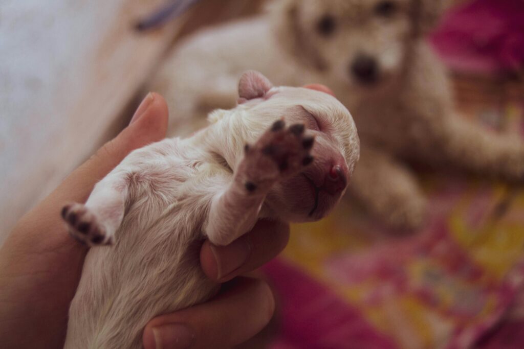Creating a Lifelong Bond with Your Puppy from the Start