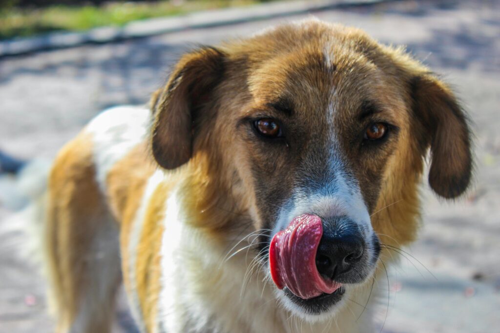Understanding Puppy Body Language