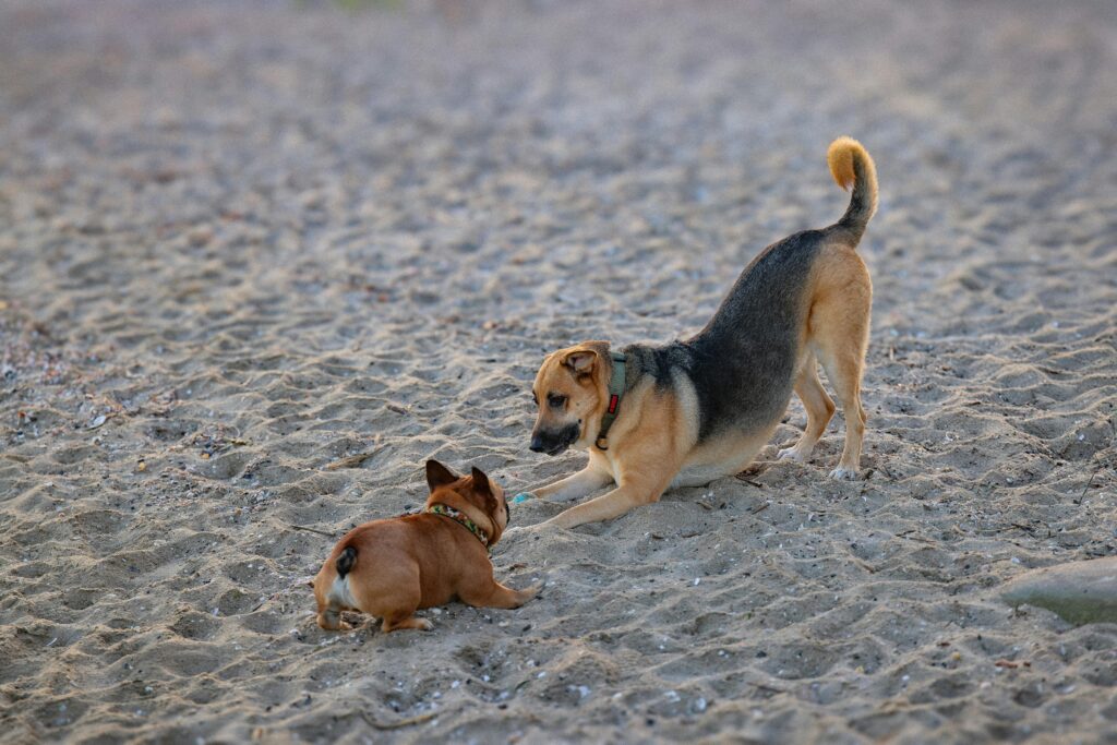 What Time Should You Feed a Puppy in the Morning and Evening