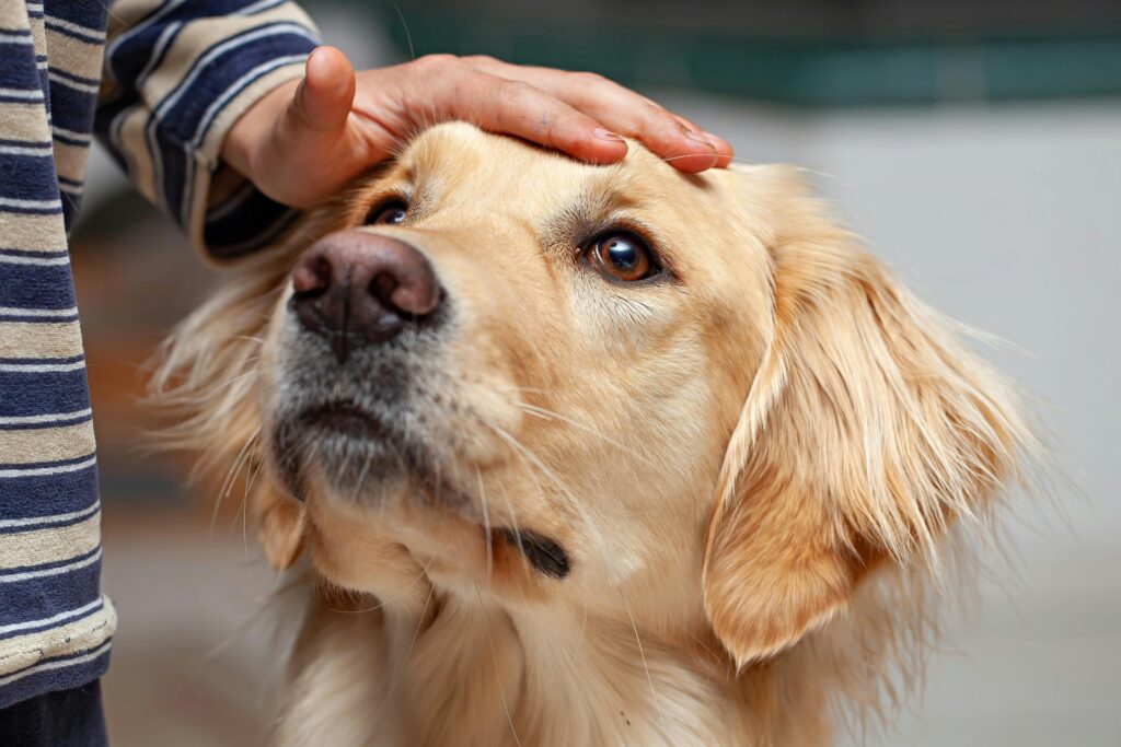 How to Keep Your Puppy Safe During Rain or Thunderstorms
