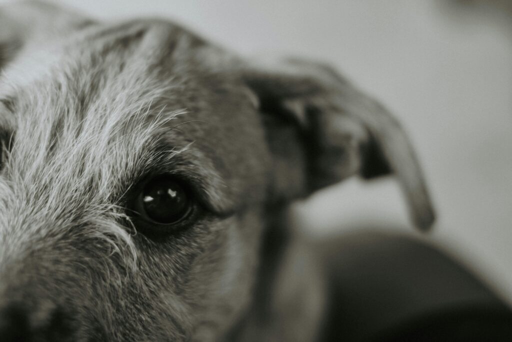 7 Simple Ways to Keep Your Pup Mentally Stimulated