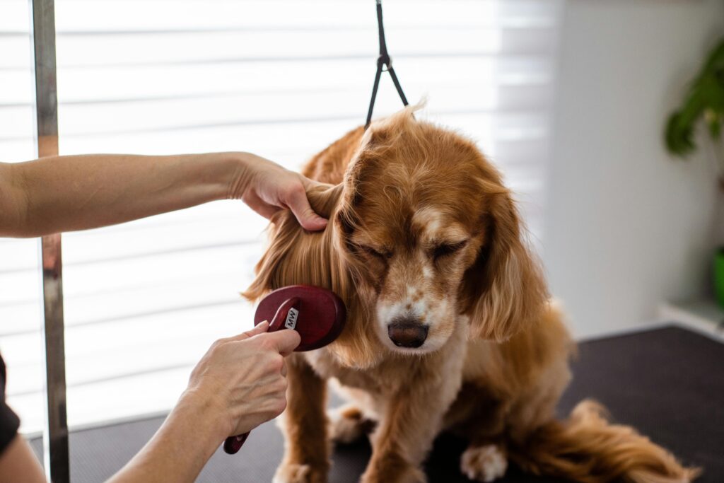 When Should You Start Brushing Your Puppy Coat