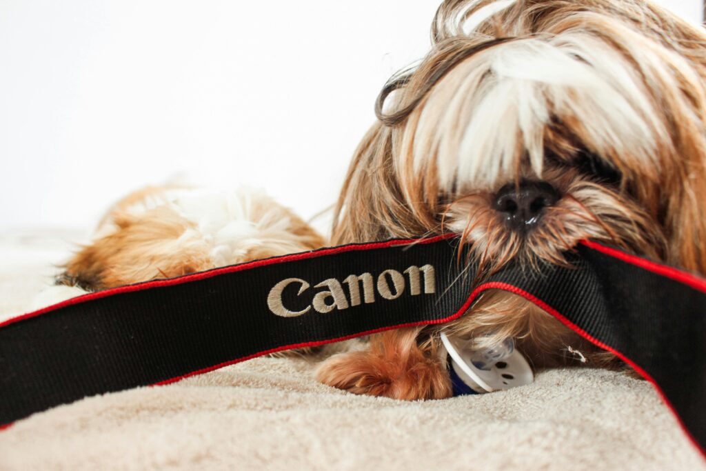How to Handle Puppy Biting Without Punishment