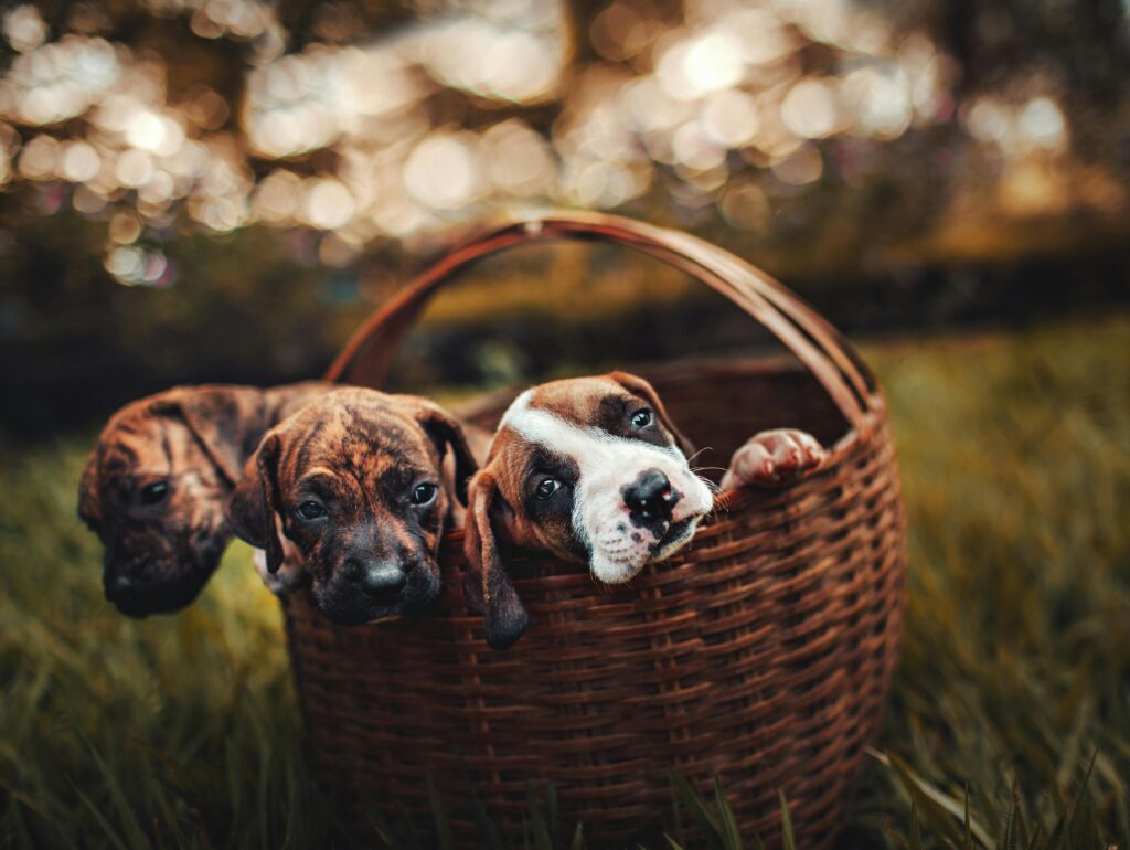 Do Puppies Have Different Personalities