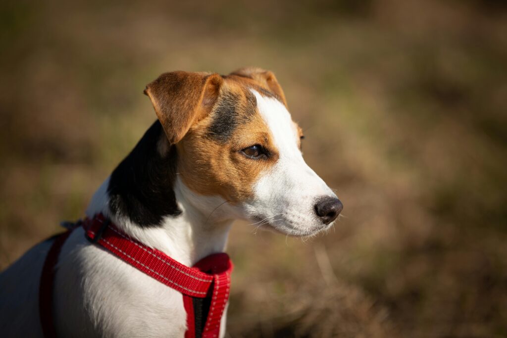 How to Help Your Puppy Stay Focused During Training