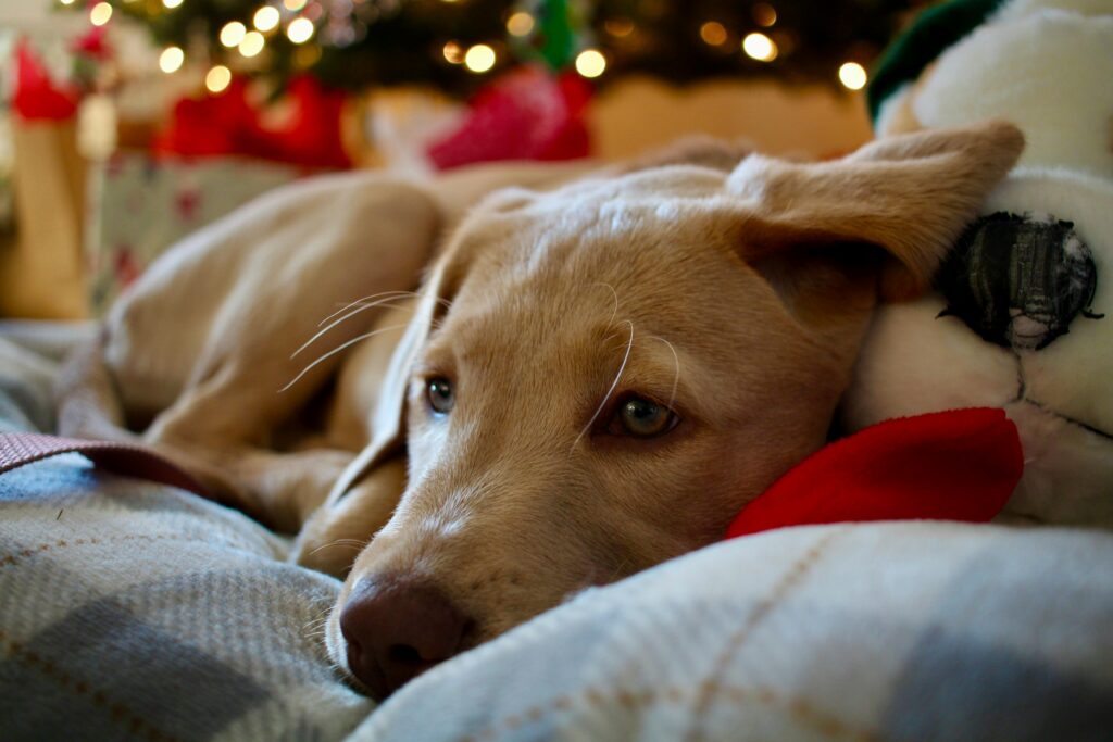 Helping Your Puppy Settle Into a New Home in Texas
