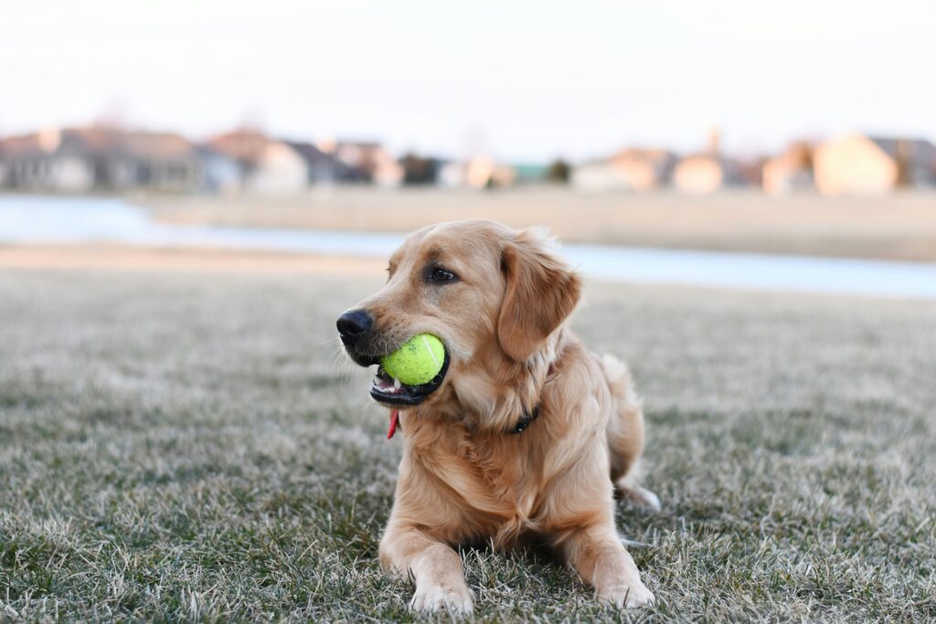 Easy Ways to Puppy-Proof Your Yard in San Antonio