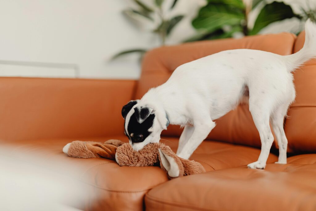 Simple Tricks to Keep Your Puppy from Biting Household Items