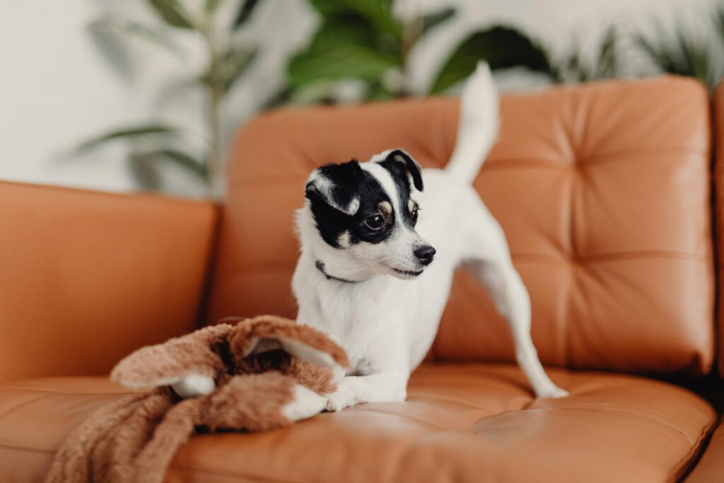 Everyday Household Items That Make Safe Puppy Toys