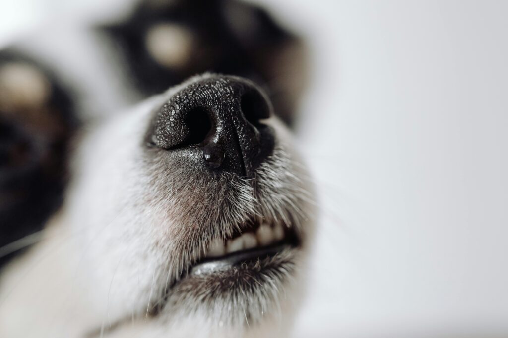 Simple Steps to Make Your Home Smell Fresh with a Puppy