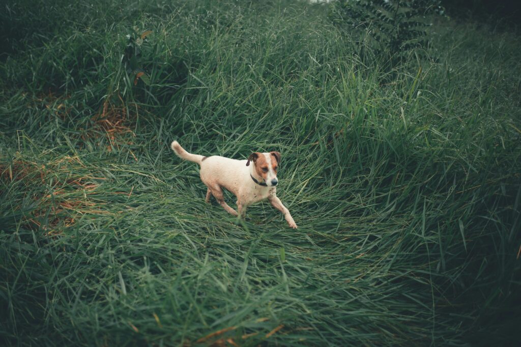 Why Your Puppy Runs Wild at Night and How to Manage It