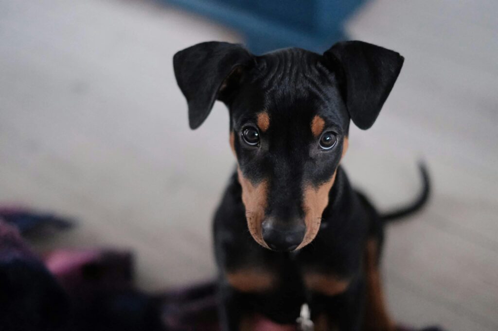 Puppy-Proofing Your Home