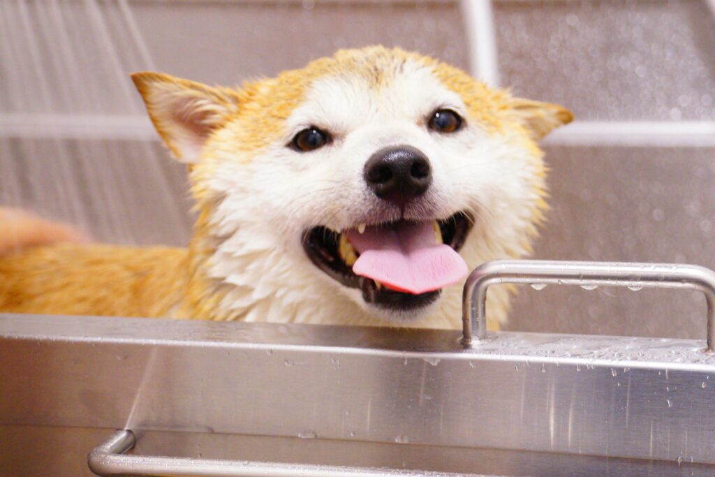 How to Make Bath Time Easier for Nervous Puppies