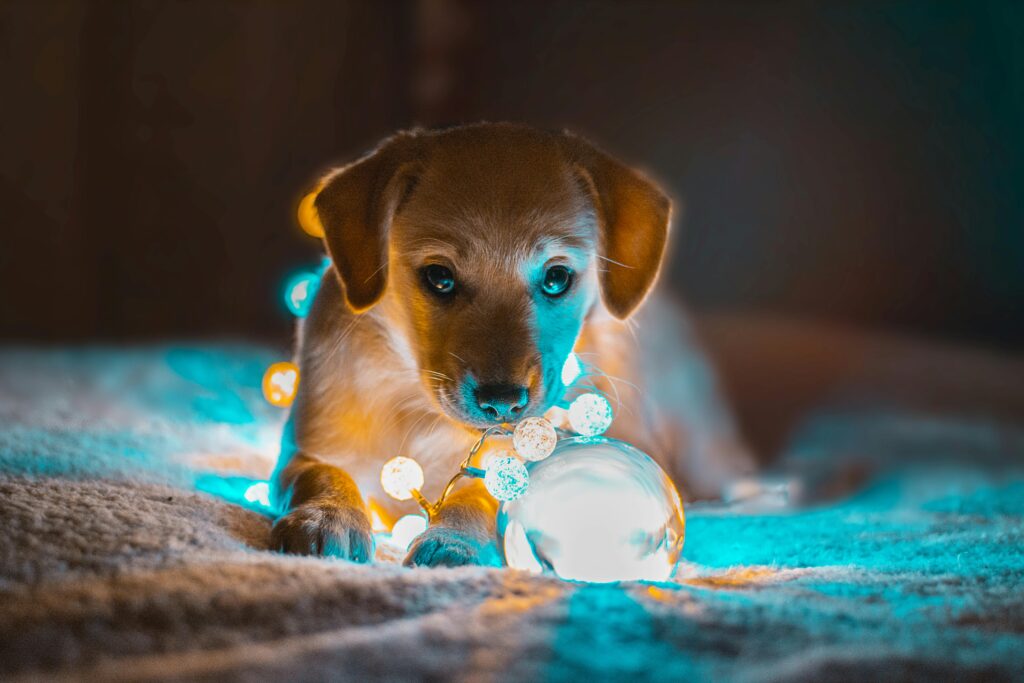 Creating the Perfect Bedtime Routine for a Peaceful Puppy Night