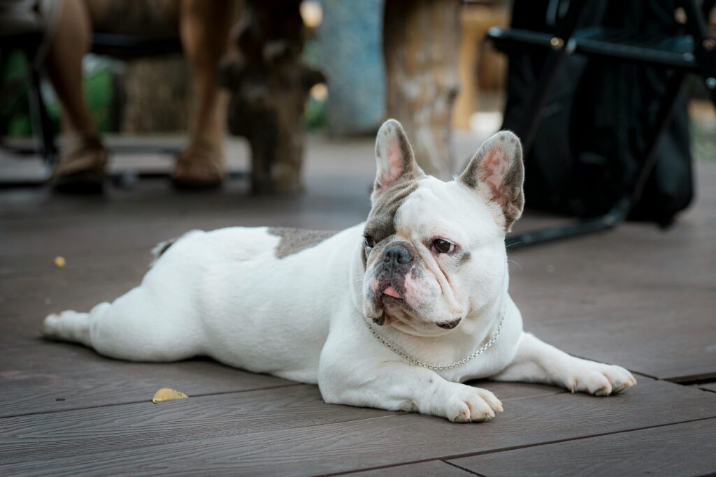 How to Build Trust with a Nervous or Shy Puppy