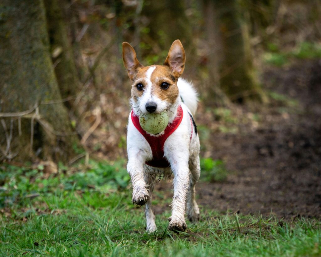 How to Know If Your Puppy Is Getting Enough Exercise
