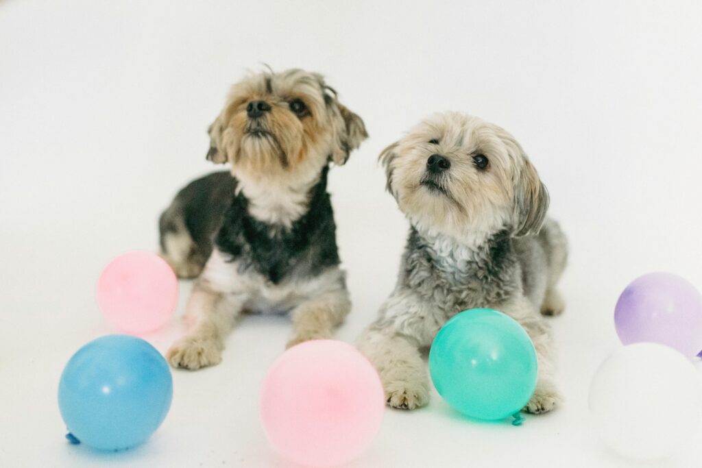 What Music Calms Puppies Best