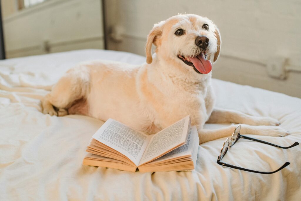 Choosing the Best Bed and Crate Combo for Your Puppy