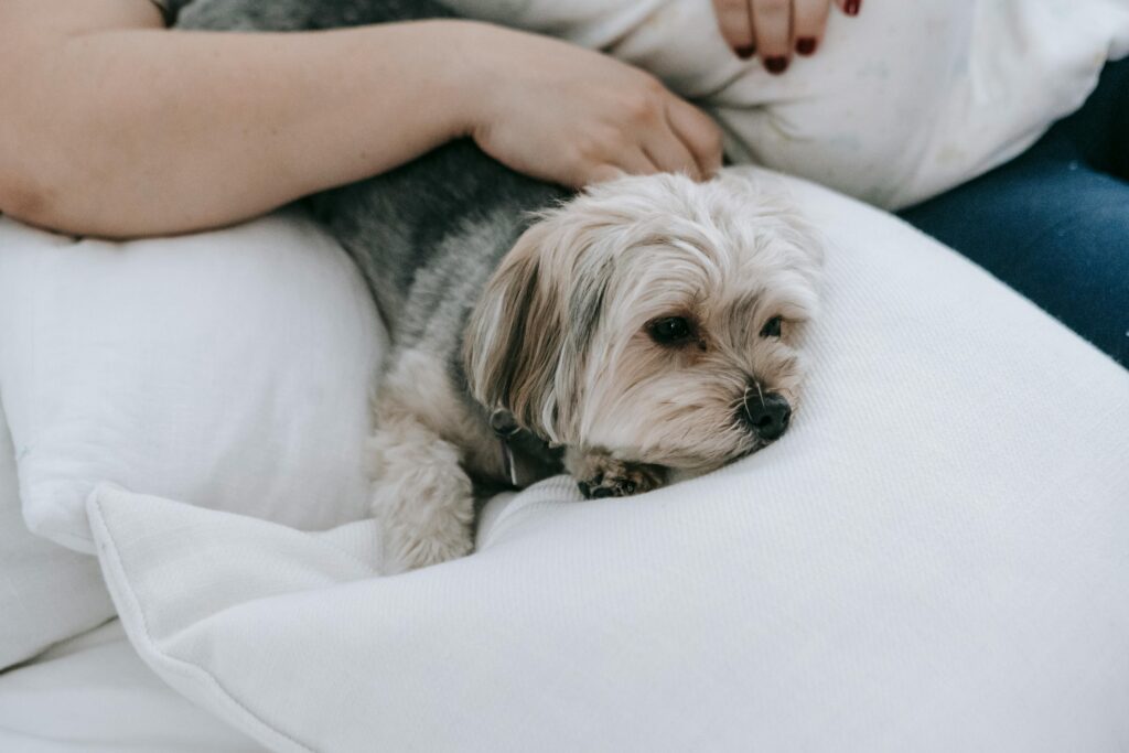 What to Do If Your Puppy Pees Right After Coming Inside