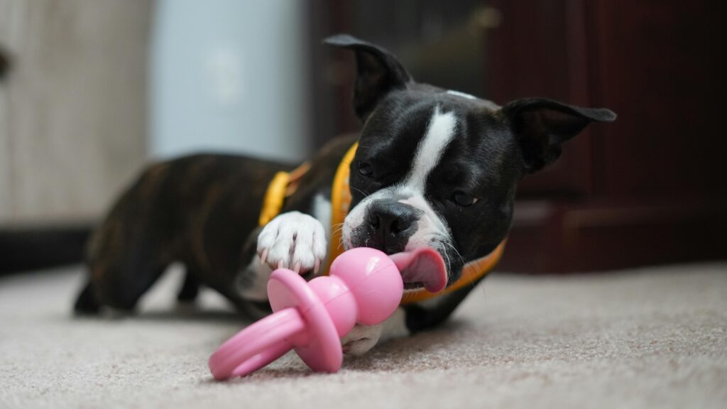 Best Toys for Teething Puppies That Actually Work