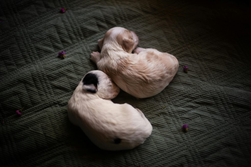 The Ideal Nap Schedule for a Growing Puppy